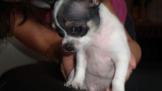 Ich bin Chico, ein Minichuahua und bereit zur Deckung.