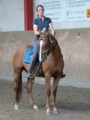 Warmblutmix, Wallach, Stckm. 154, 5