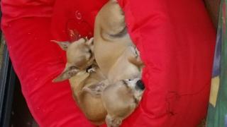 Chihuahuas