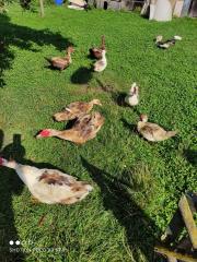 Schlachtreife Enten zum Schlachten oder zur Zucht