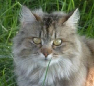Wunderschöne absolut liebenswerte junge Katze
