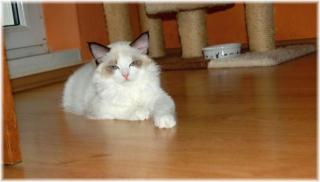 Ragdoll Kätzchen mit Herkunftsausweis