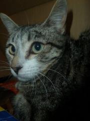Katzenmädchen Penny sucht ein kuscheliges Nest