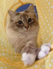 Deckkater Heilige Birma Blue Taby Point
