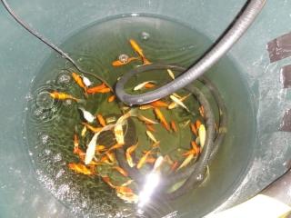Goldfische abzugeben