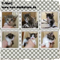 Norwegische Waldkatzen - Kitten- Katzenbaby s mit Stammbaum