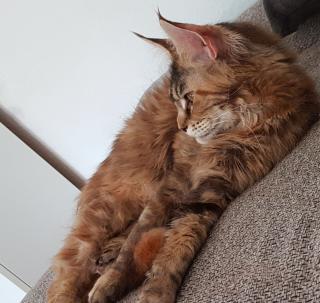 Maine Coon Braun Tortie