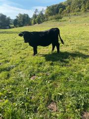 Welsh Black Rind Färse Bio