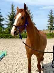 REITBETEILIGUNG für unsere DSP STUTE HENRIETTA