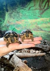 Breitrandschildkröte NZ