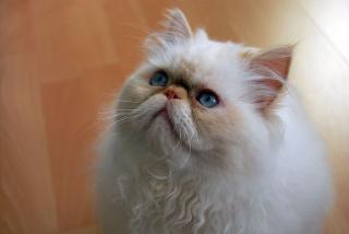Perser Deckkater
