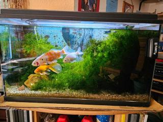Aquarium mit Goldfische
