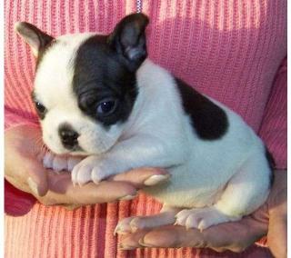 FRANZÖSISCHE BULLDOGGEN WELPEN GECHIPT, ENTWURMT GEIMPFT