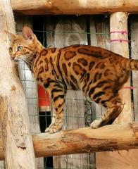 Wunderschöne Bengal Katze