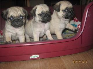 Mops welpen
