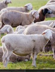 Suche Lämmer, Altschafe, Ziegen sowie Ziegenböcke
