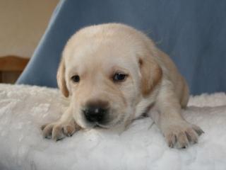 Gelbe und Schwarze Labrador Welpen 8 Rüden
