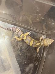 Leopardgecko Tremper Albino