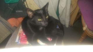 2 junge Katzenkinder // Noch ein Wurf im August