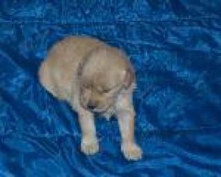 Golden Retriever Welpen