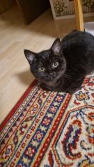 BKH Britisch Kurzhaar Katze Kitten