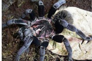 Xenesthis intermedius, Rarität