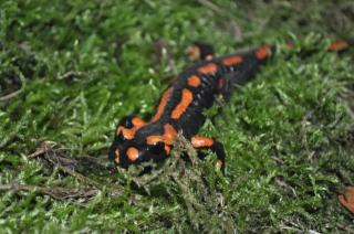 FEUERSALAMANDER ROT