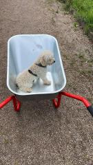 Ich suche eine kleine weiße Hund