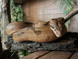 2 Boa Constrictor Imperator Mädels abzugeben
