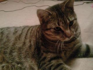 Hauskatze getigert