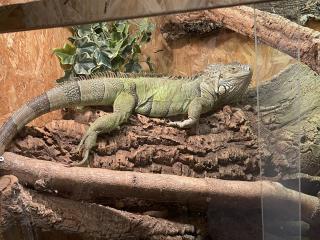 Grüner Leguan Weiblich 9 Jahre alt mit Papieren Iguana iguana