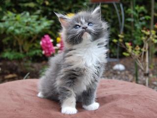 Reinrassiger Maine Coon Katzen,
