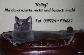 Verschmuster BKH Deckkater, wartet auf d rollige Miezen