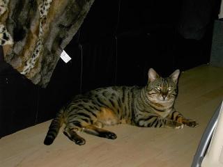 Bengal Zuchtkater rosetted