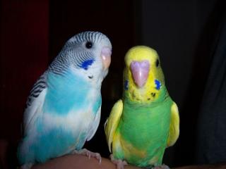 HANDZAHME NESTJUNGE WELLENSITTICHE