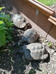 Gruppe mit 3 maurischen Schildkröten abzugeben 2 weibl. , 1 männl.