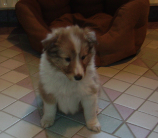 Süsser Sheltie-Rüde sucht nettes zuhause