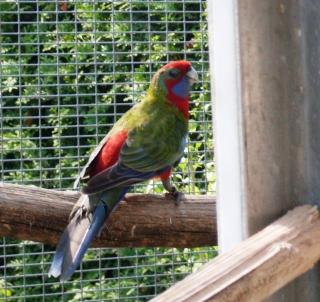 Sittiche zu Verkaufen Pennant und Robino Rosellas