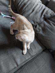Snow Bengal, Kater mit Kratzbaum etc.