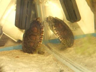 Kinosternon leucostomum Schlüpfling Weißmaul Klappschildkröte