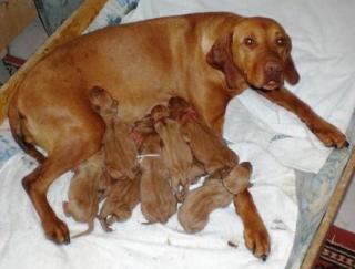6, 4 Magyar Vizsla Welpen aus jagdlicher Leistungszucht abzugeben