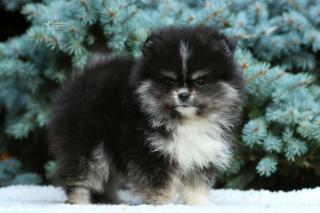 Pomeranian Reinrassige Welpen mit Papiere