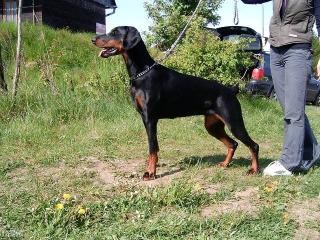 Dobermann- Welpen mit FCI Stammbaum