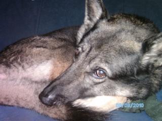 DRINGEND Schäferhund-Huskay-Mix zuverkaufen