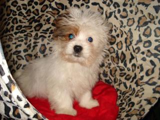 Kleinbleibender Shih Tzu Mix sucht schönes Zuhause