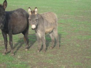 Esel Zwergesel und Grossesel