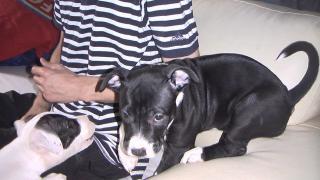 American Staff - Dogo Canario Mix