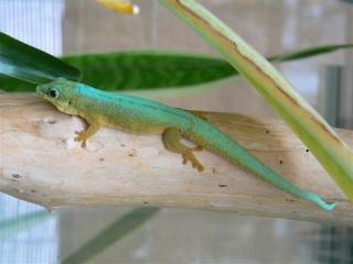 Phelsumen / Taggeckos