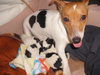Jack Russell Welpen