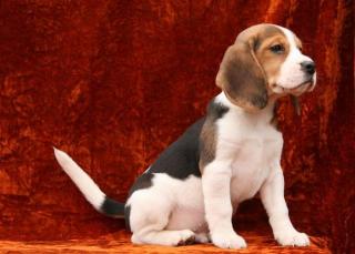 Bildschöne Beagle Welpen mit FCI Papieren